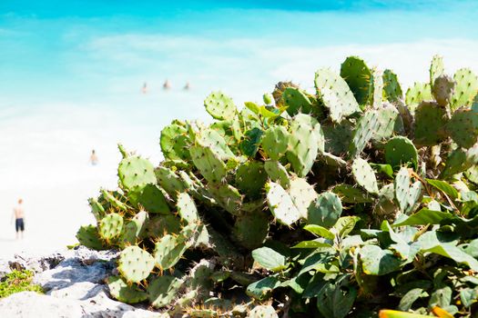 some Prickly Pears plants on the beach