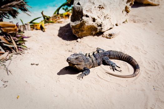 an iguana catching sun on the sand