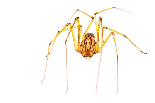 A small long-legged spider over a white background. Supermacro