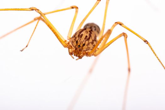 A small long-legged spider over a white background. Supermacro