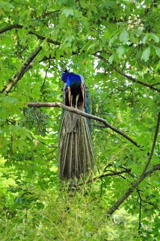 Male peacock standing proudly in a tree