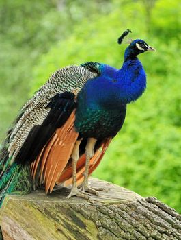 Male peacock standing proudly on a trunk
