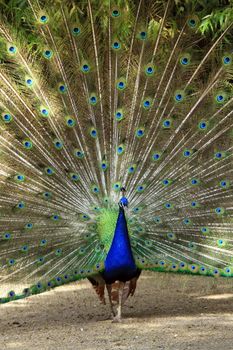 Beautiful male peacock spreading his big feathers