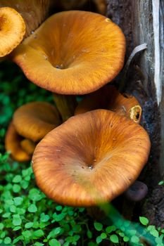 fungus growing on a tree trunk