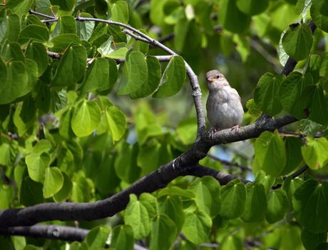 Female sparrow among branches of a tree