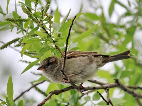 Female sparrow among branches of a tree