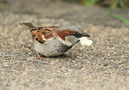 Male sparrow eating a piece of bread on a wall