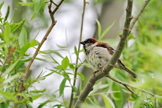 Male sparrow among branches of a tree