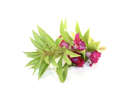 healthy purple Balsam on a light background