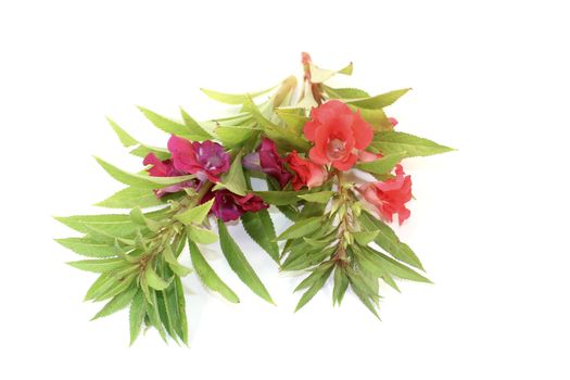two red and purple Balsam on a light background