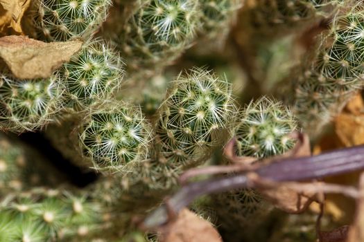 close-up of some small cacti