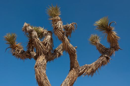 Yucca (joshua tree)