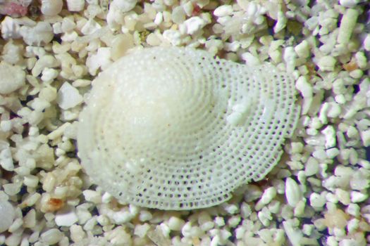 Micro photography of sand grains