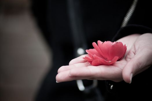 a red flower offered as a gift by a girl