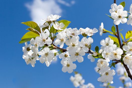 Cherry Blossoms on a blue sky