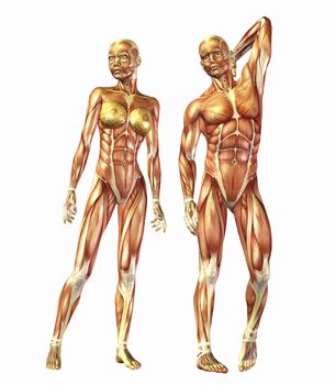 Digital visualization of human anatomy