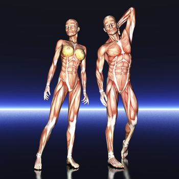 Digital visualization of human anatomy