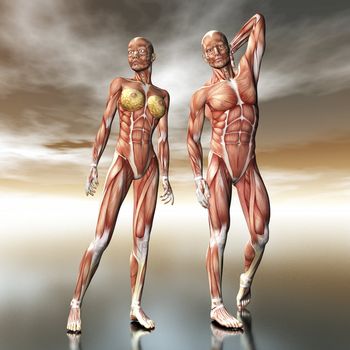 Digital visualization of human anatomy