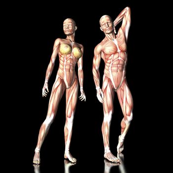 Digital visualization of human anatomy