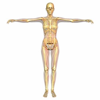 Digital visualization of human anatomy