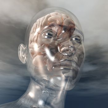 Digital visualization of a human brain