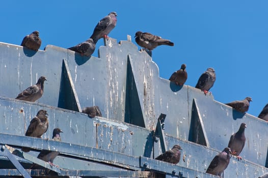 lot of pigeons on a wooden structure