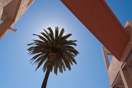 a palmtree near a bridge seen from below