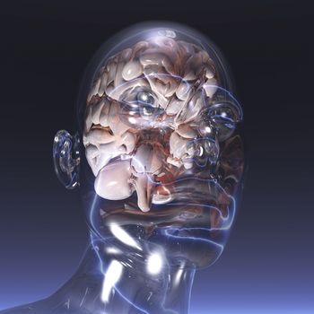 Digital visualization of a human brain