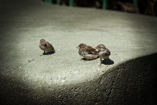 Three little birds on a rock