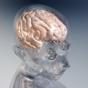 Digital visualization of a human brain