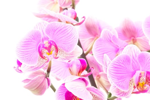 Some Orchids isolated on white background