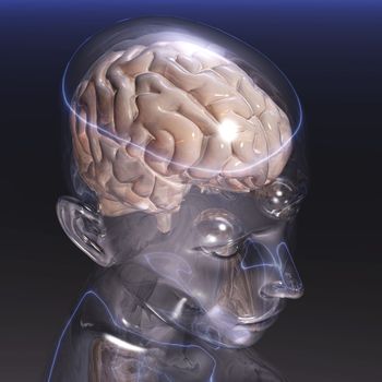 Digital visualization of a human brain