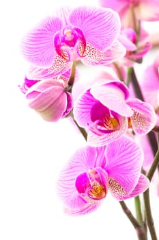Some Orchids isolated on white background