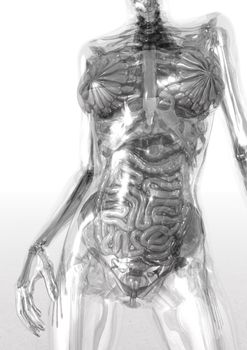 Digital Visualization of Human Anatomy