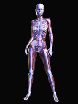 Digital Visualization of Human Anatomy