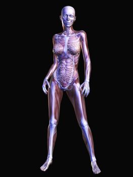Digital Visualization of Human Anatomy