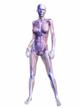 Digital Visualization of Human Anatomy