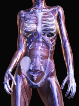 Digital Visualization of Human Anatomy