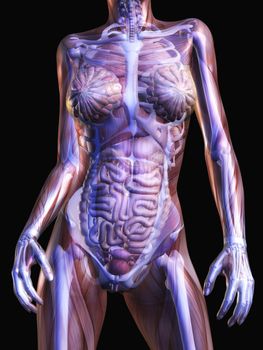 Digital Visualization of Human Anatomy