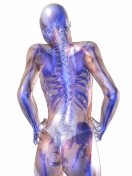 Digital Visualization of Human Anatomy