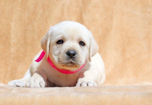 yellow labrador puppy laying on yellow background close up