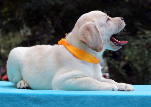 happy yellow labrador puppy laying on blue background