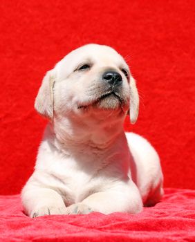 nice happy yellow labrador puppy smiling laying on red