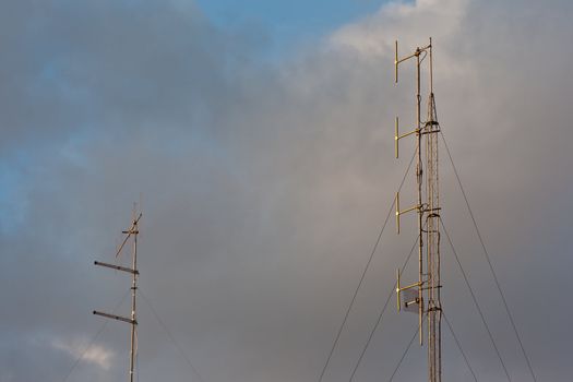 Domestic Antenna in the morning