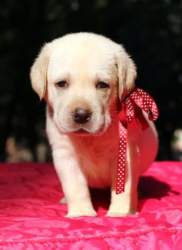 happy yellow labrador puppy standing on red