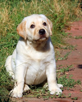 happy yellow labrador puppy sitting in the garden