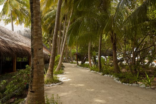 a walkway in a tropical island