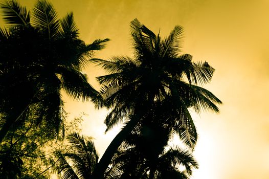 Sunset on a tropical island with palm trees silhouettes