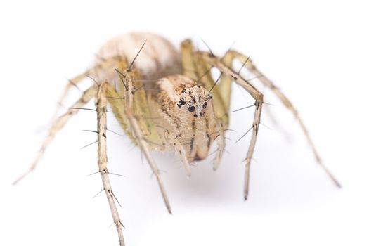 A tiny spider isolated on white