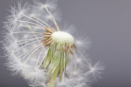macro shot of an Half blown dandelion